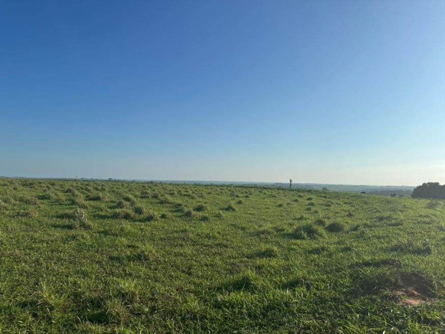 Foto ilustrativa 1 - Imóvel Rural em Martinópolis ( SP)